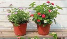 白城新闻学生最新爆料视频